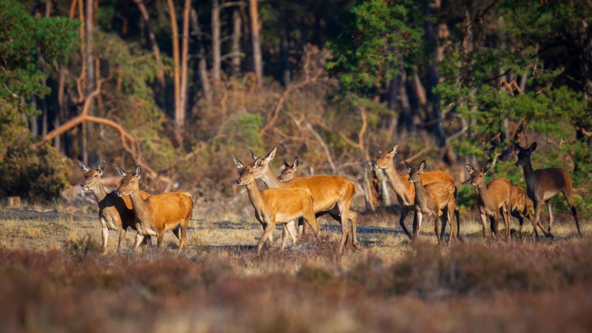 Veluwe Vakanties Chalets With Private Barrel Sauna - With Pool Bar And Restaurant Facilities In The Veluwe National Park Putten Ngoại thất bức ảnh